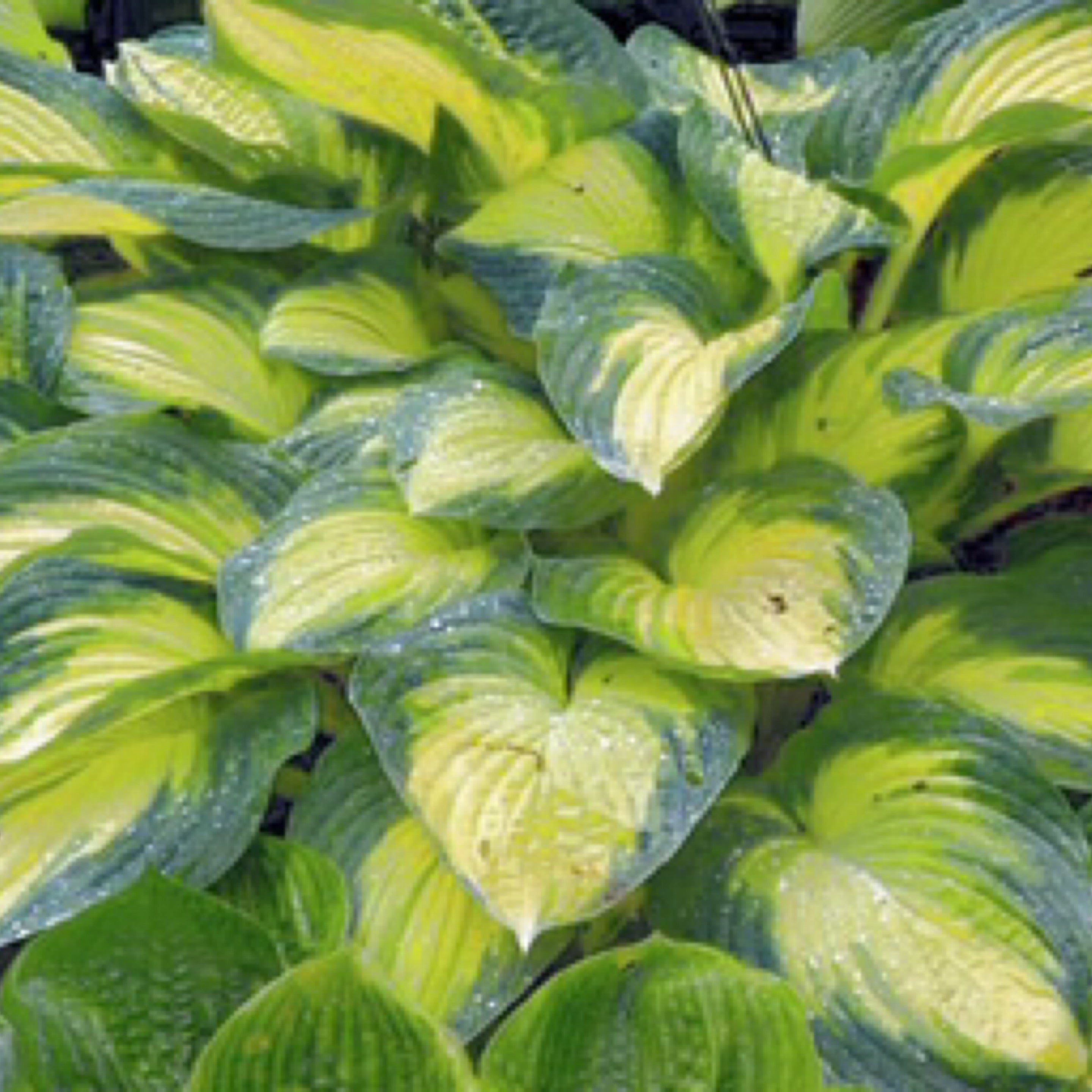 Land Of The Giants Hosta Farm