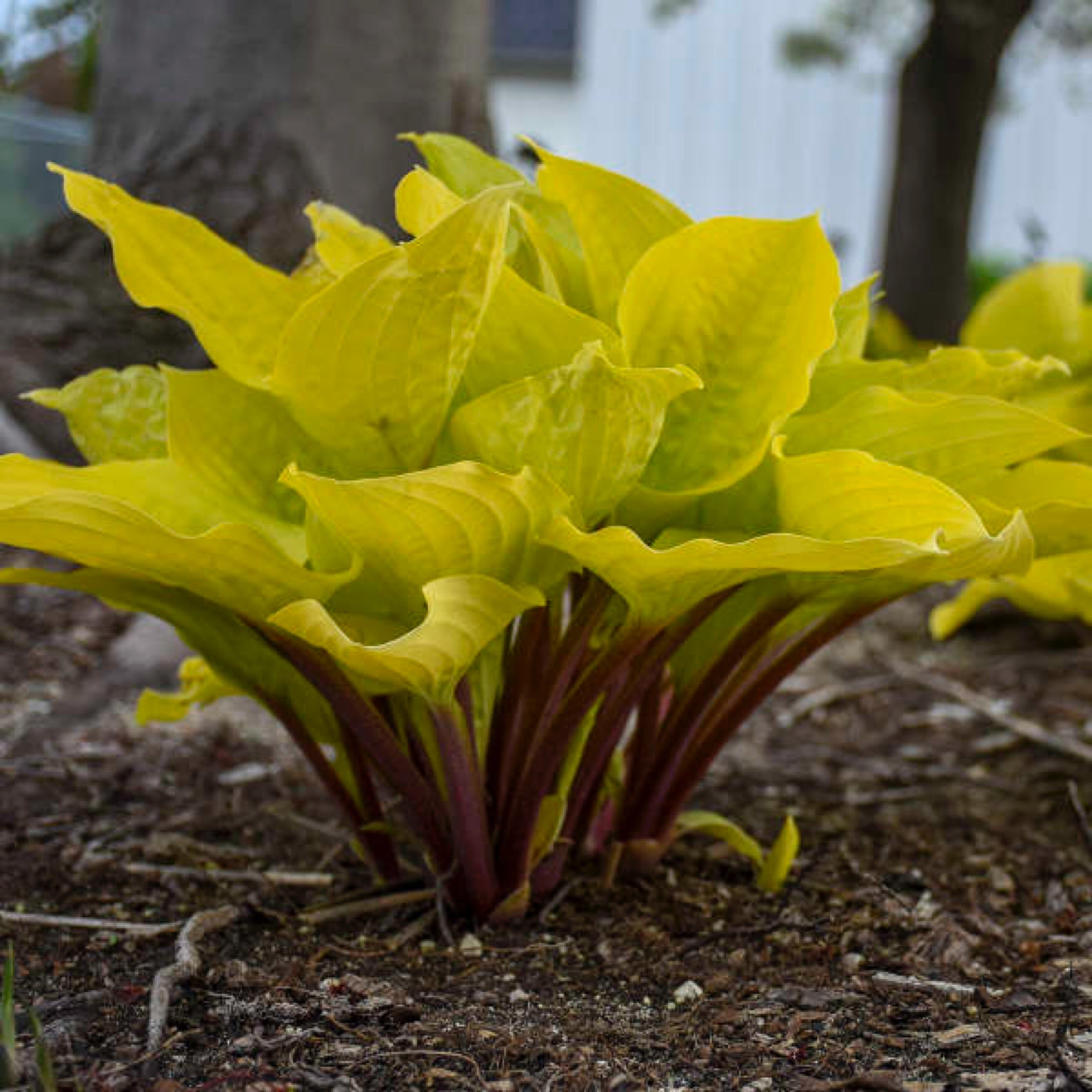 Land Of The Giants Hosta