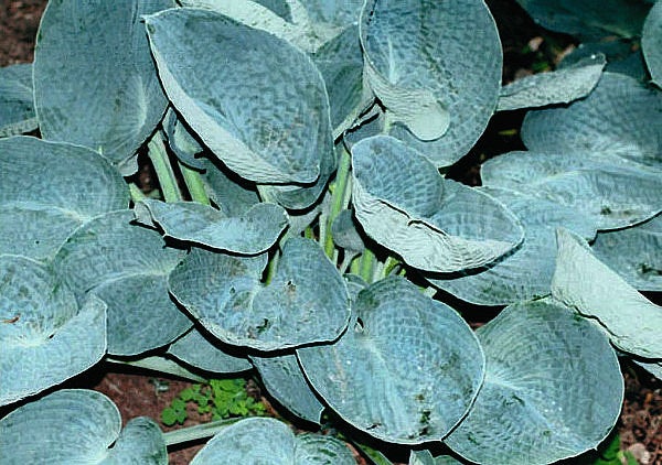 Land of the Giants Hosta Farm